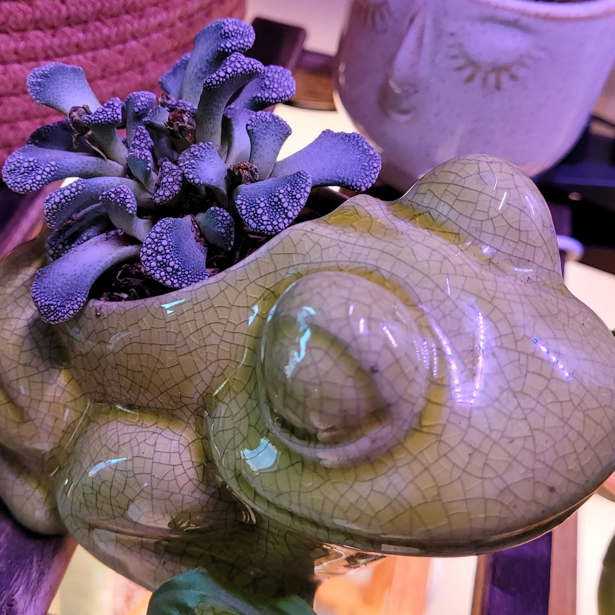 Concrete Leaf Living Stone plant in a frog-shaped pot, healthy and well-framed.