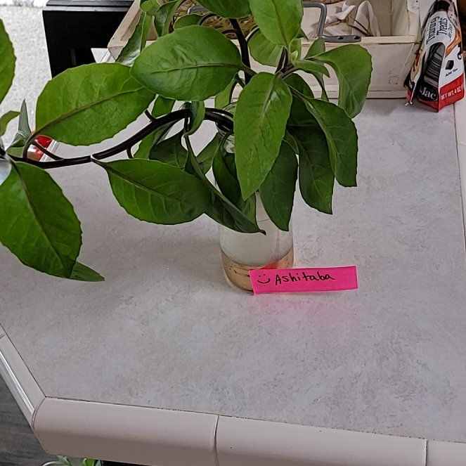 Photo of the plant species Ashitaba 'Tomorrow's Leaf' by @bethapalooza named Ashley on Greg, the plant care app