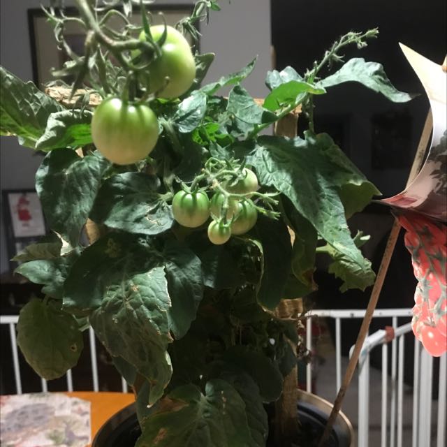 Photo of the plant species Tomato Plant by @CelestialMiro named Tonya on Greg, the plant care app