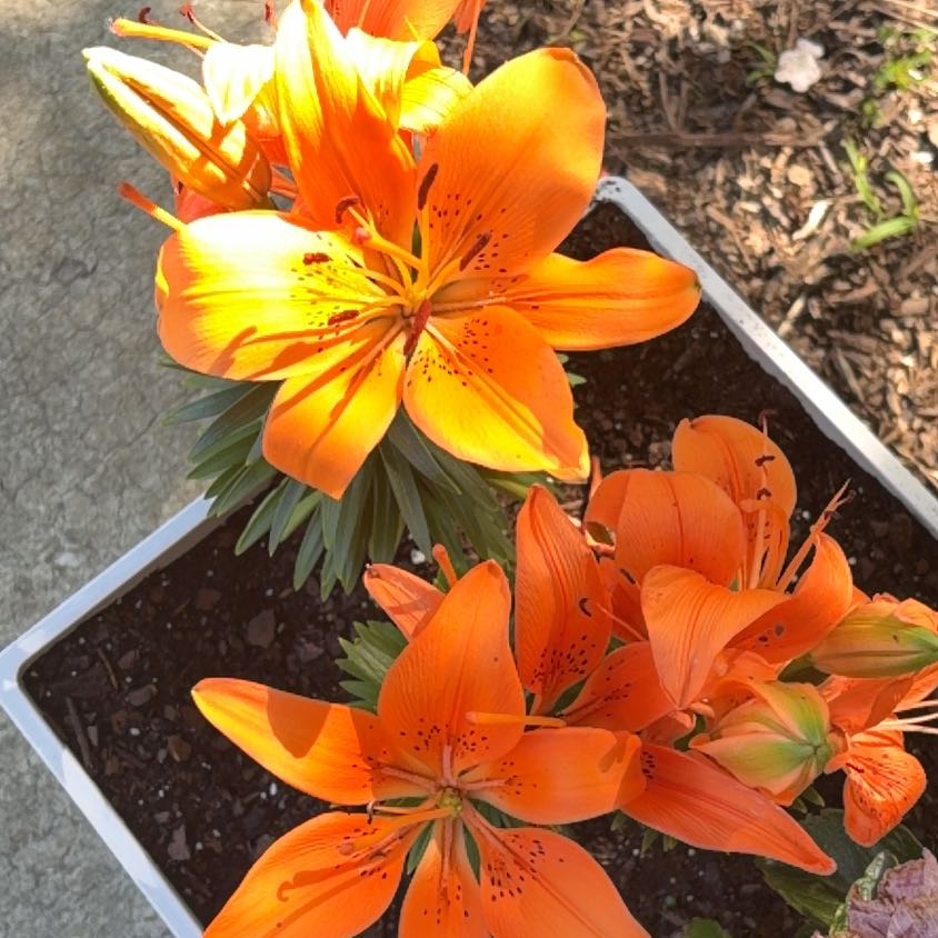 Photo of the plant species Asiatic Lily by @Rachhmariee23 named Gaga on Greg, the plant care app