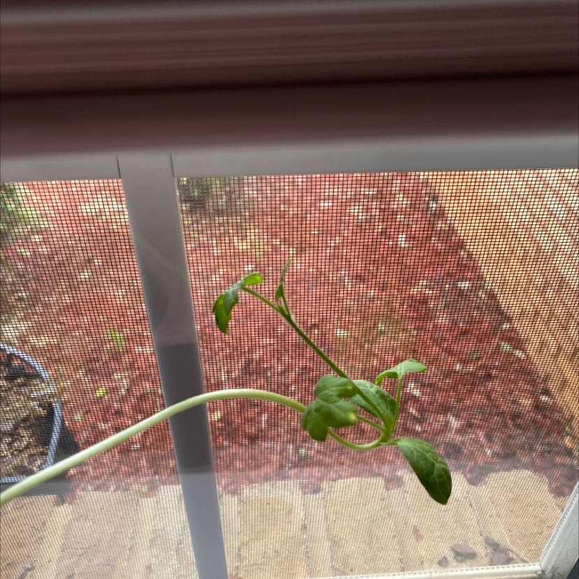 Young watermelon plant near a window with green leaves and visible soil.
