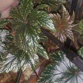 Photo of the plant species Pegasus Begonia by @Caoimhin85 named Sonora on Greg, the plant care app