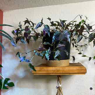 Mexican wandering Jew plant in Truckee, California