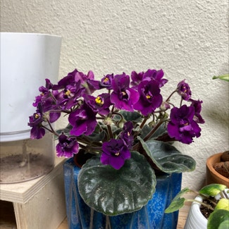 African Violet plant in Truckee, California