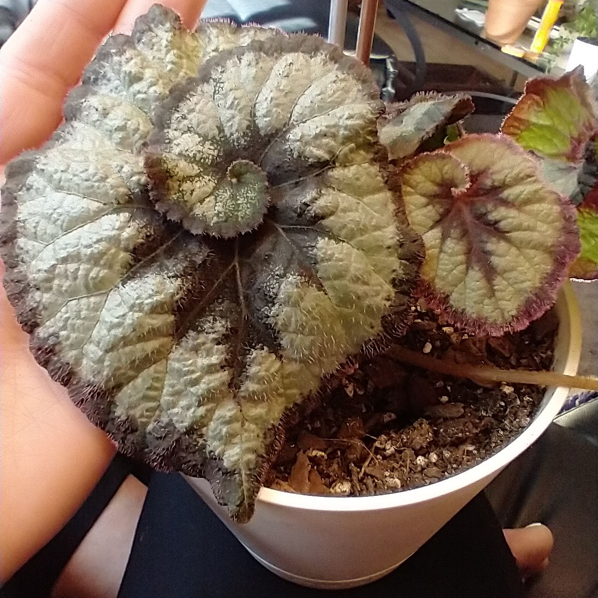 Rex Begonia 'Escargot' plant with spiral leaves in a pot, visible soil, and a hand holding the pot.
