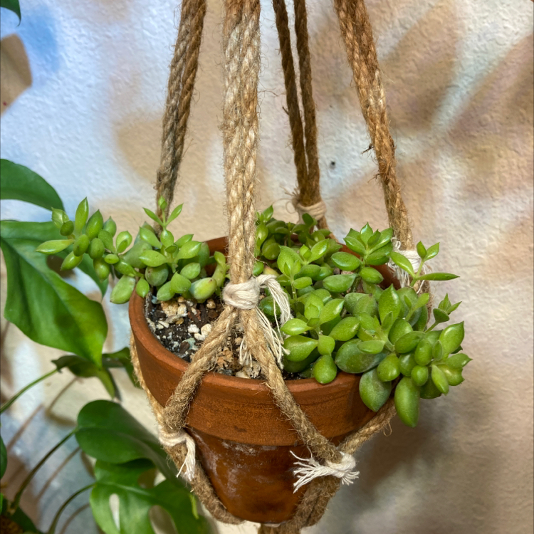 Hanging potted Cliff Cotyledon plant with vibrant green leaves.