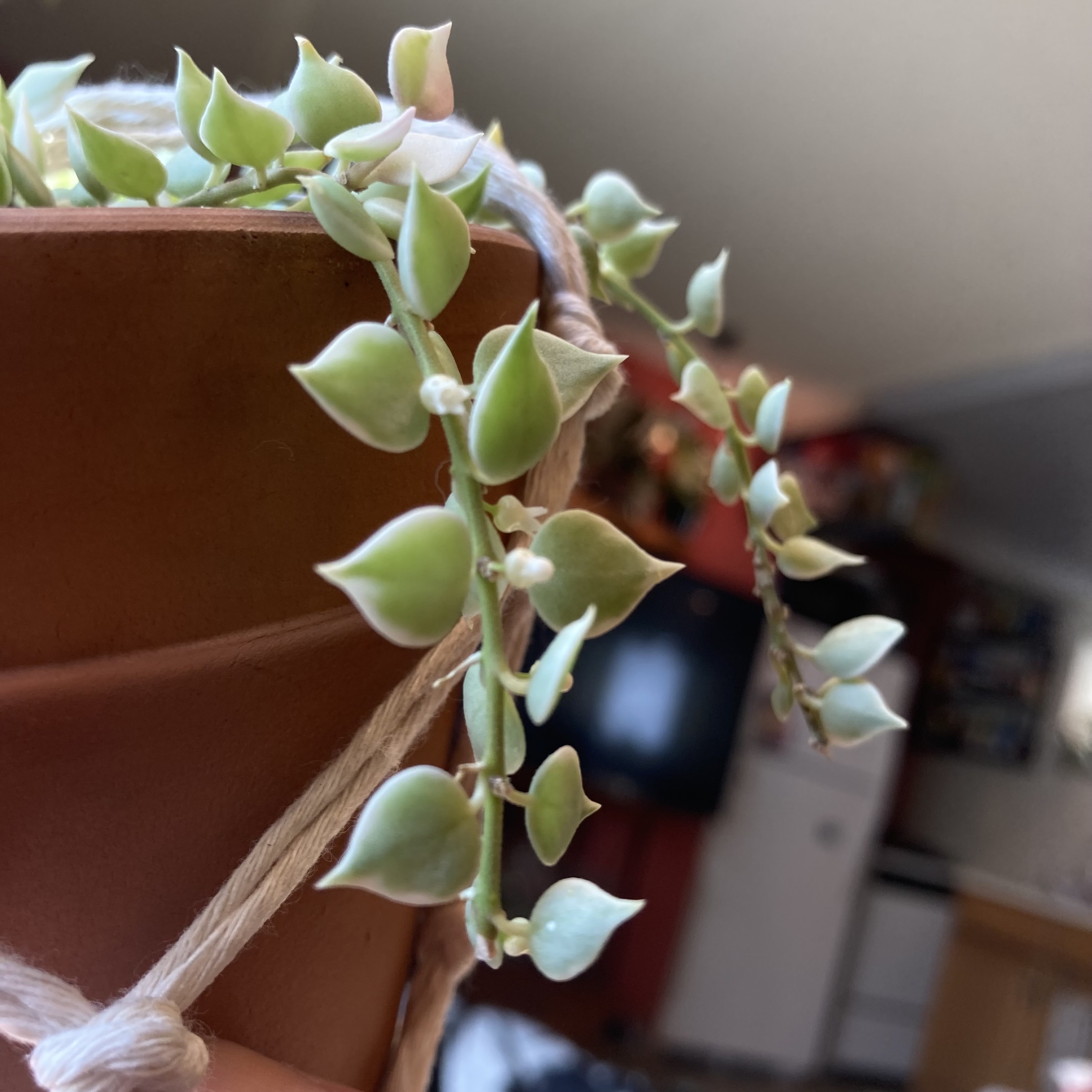 Million Hearts Dischidia plant in a hanging pot with healthy green leaves.