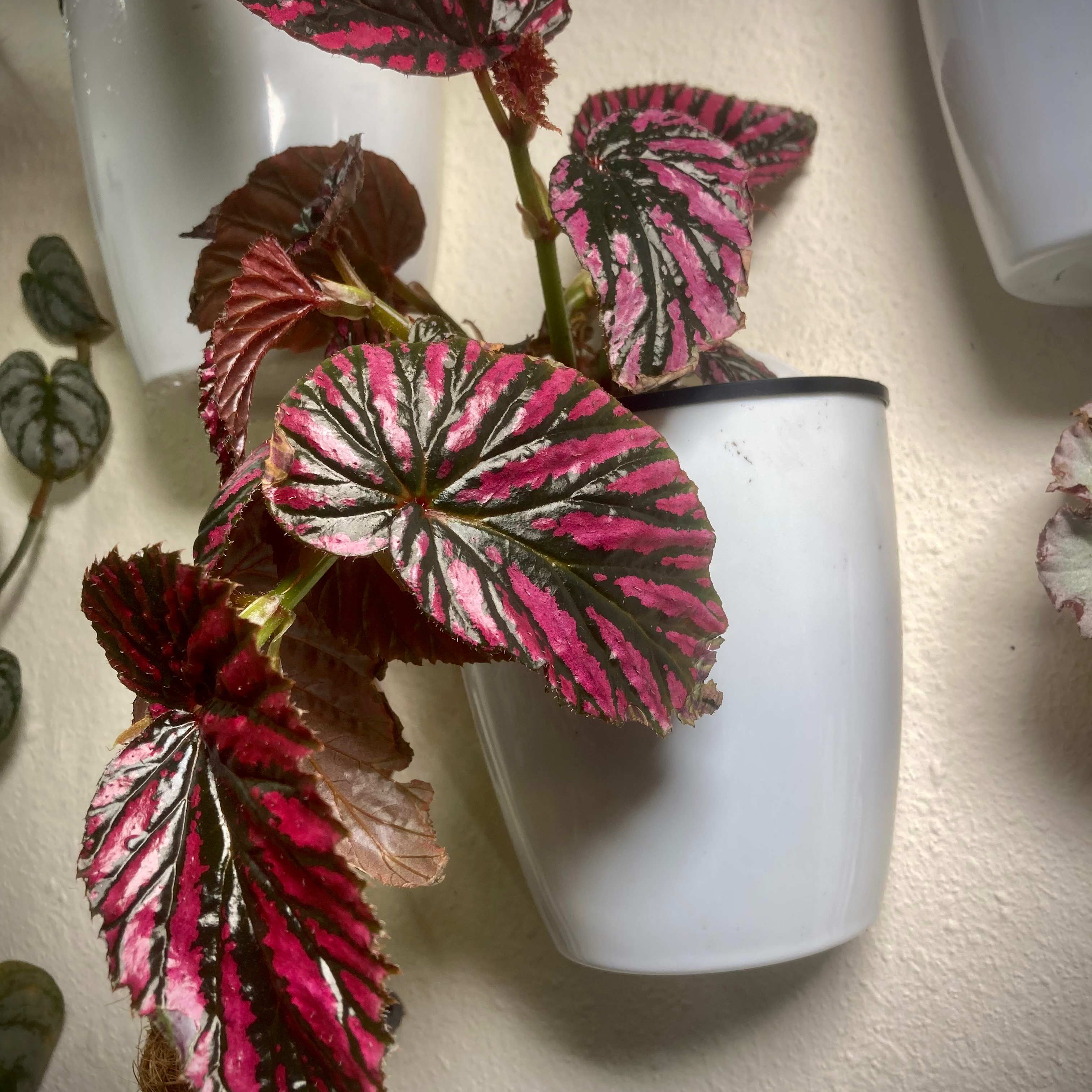 Exotica Begonia plant with vibrant pink and green leaves in a white pot.