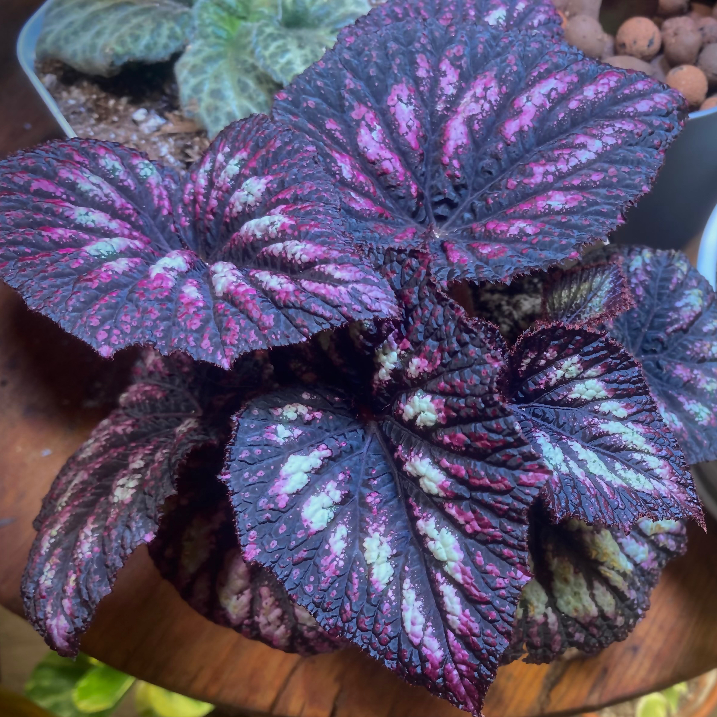 Photo of the plant species Begonia Fireworks by @HotSeaspurge named Fireworks on Greg, the plant care app