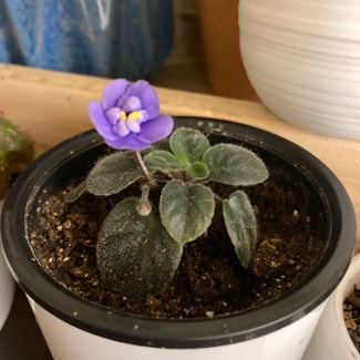 African Violet plant in Truckee, California