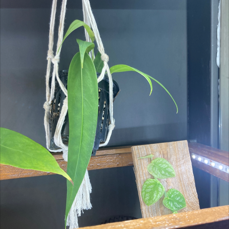 Photo of the plant species Anthurium Wendlingeri by @HotSeaspurge named Wendle on Greg, the plant care app