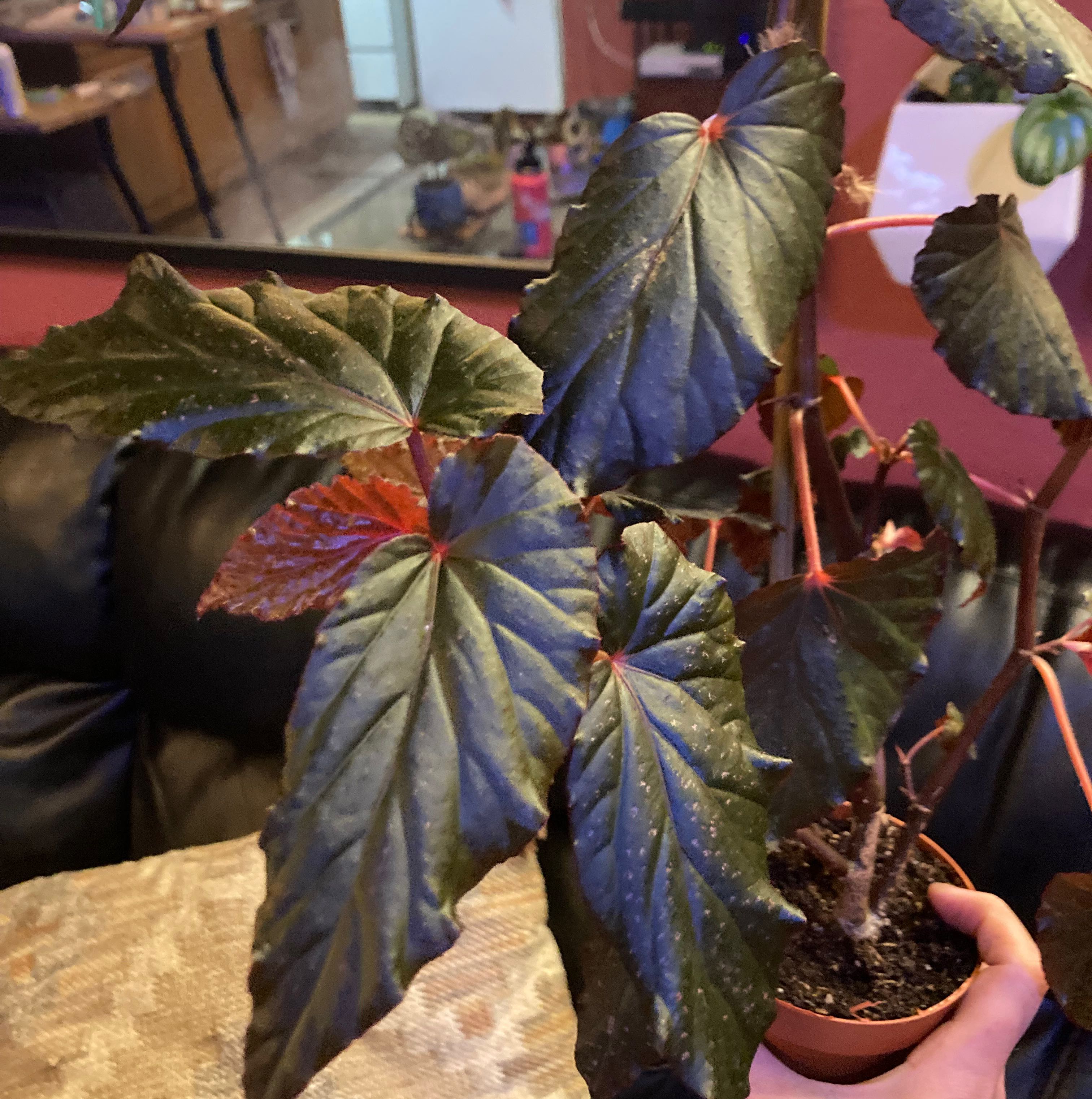Photo of the plant species Begonia 'Burning Bush' by @HotSeaspurge named Lynda on Greg, the plant care app