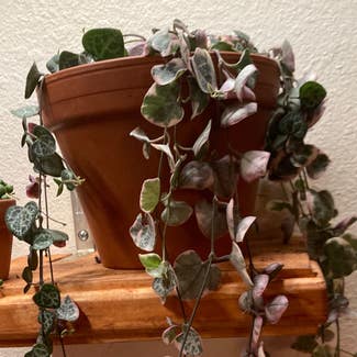 variegated string of hearts plant in Truckee, California