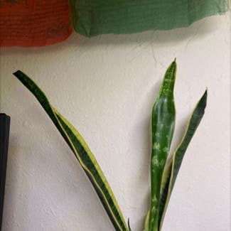 Snake Plant plant in Truckee, California