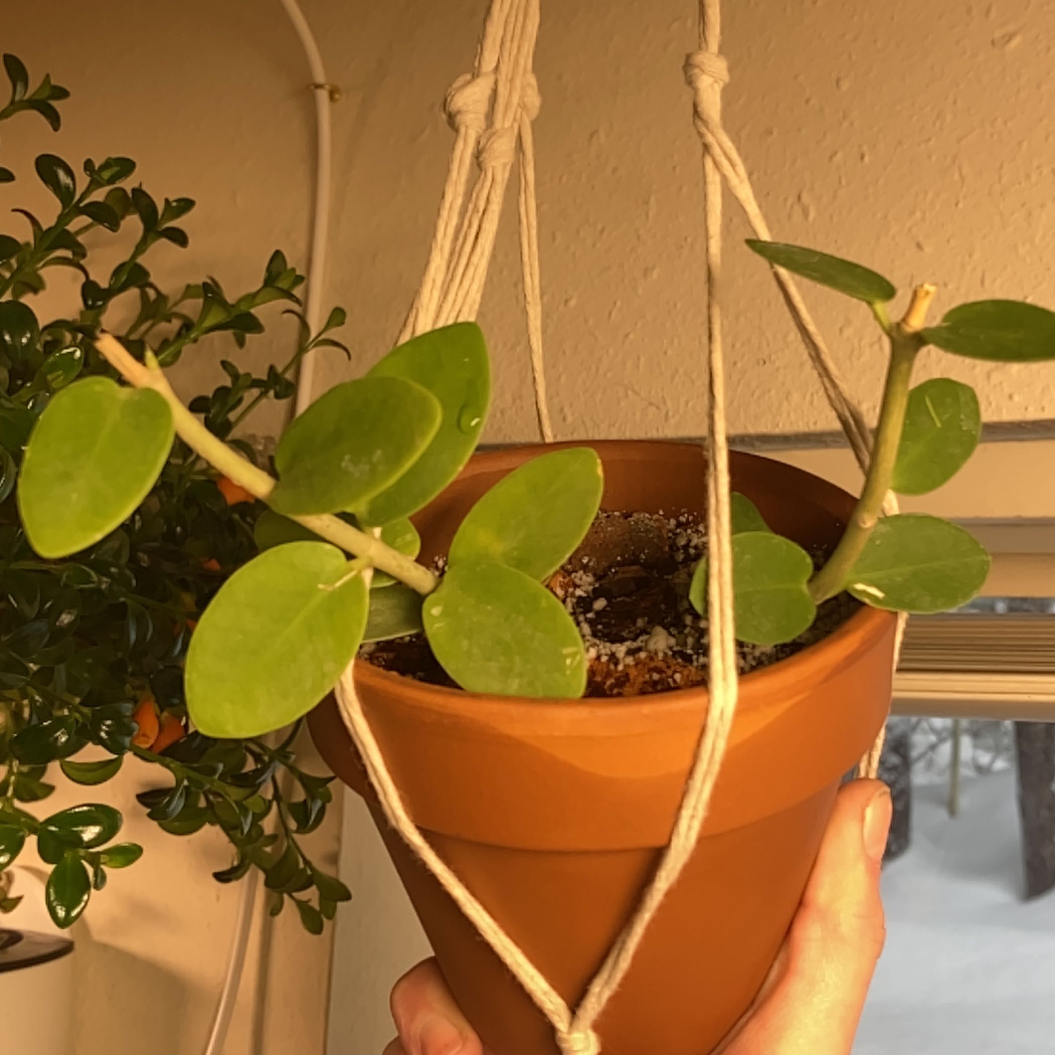 Bush Hoya plant in a hanging planter with green, oval leaves. Another plant is visible in the background.