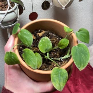 Silver Anne Pothos plant in Truckee, California