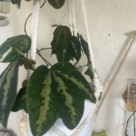 Photo of the plant species Passion Vine by @HotSeaspurge named Passion on Greg, the plant care app