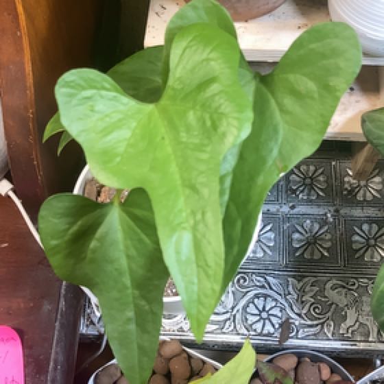 Photo of the plant species Anthurium podophyllum hybrid by @HotSeaspurge named Podophyllum on Greg, the plant care app