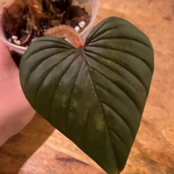 Photo of the plant species Philodendron squamicaule by @HotSeaspurge named Squami on Greg, the plant care app