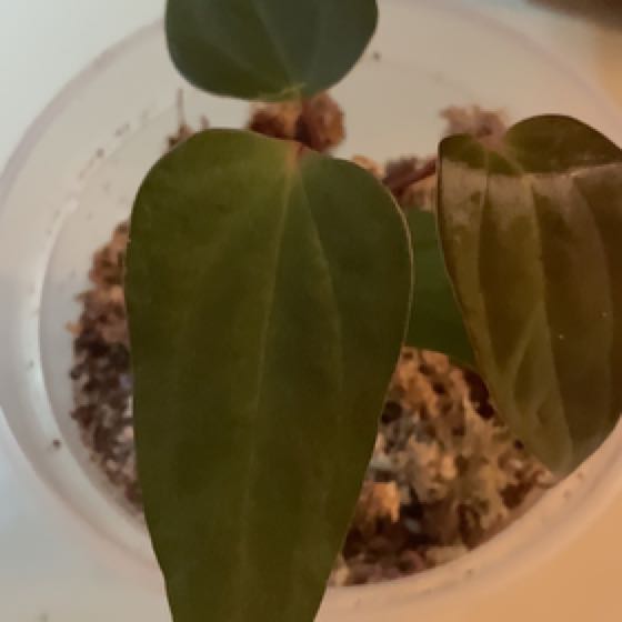 Photo of the plant species Anthurium 'Moodeanum' by @HotSeaspurge named Red beauty x Besseae on Greg, the plant care app