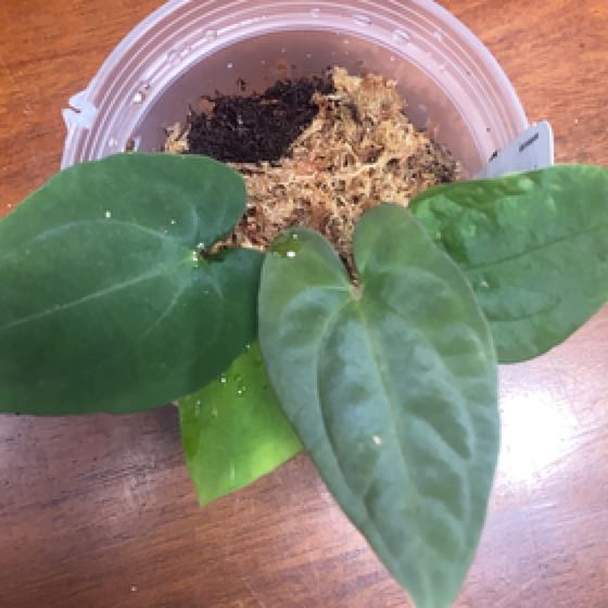 Photo of the plant species Anthurium 'Raven Heart' by @HotSeaspurge named Raven’s Heart on Greg, the plant care app