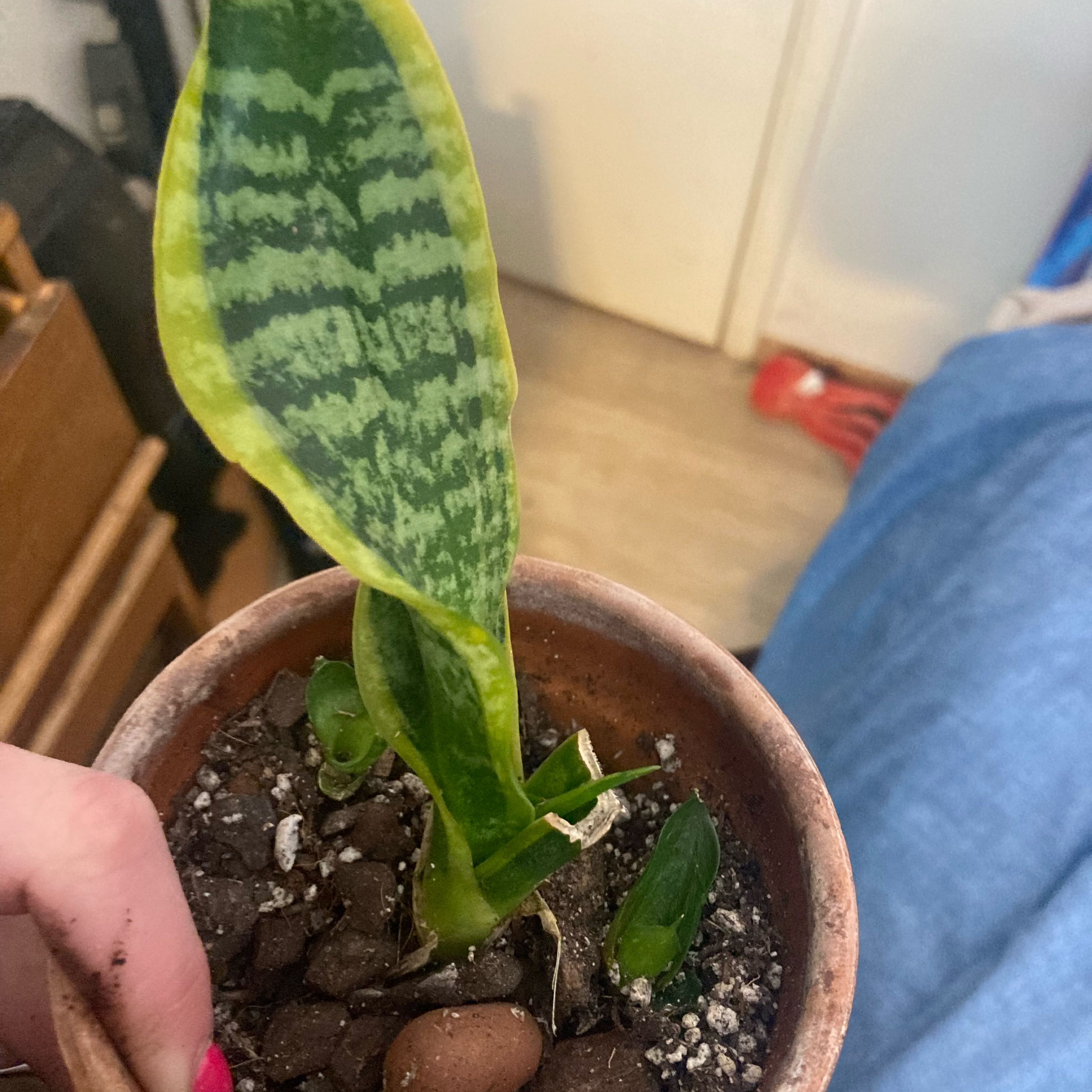 Potted Sansevieria 'Twister' plant with visible soil and a single prominent leaf showing some yellowing.
