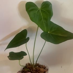 Photo of the plant species anthurium pterodactyl by @HotSeaspurge named Macrolobium on Greg, the plant care app
