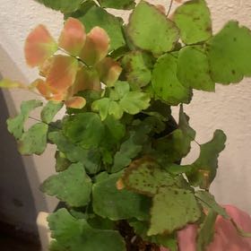 Photo of the plant species Largeleaf Maidenhair Fern by @HotSeaspurge named Adiantum on Greg, the plant care app