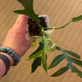 Photo of the plant species Philodendron distantilobum by @HotSeaspurge named Distantilobum on Greg, the plant care app