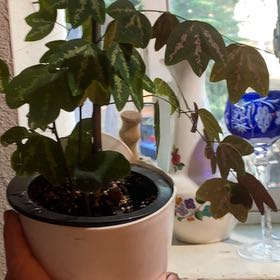 Photo of the plant species Passion Vine by @HotSeaspurge named Kitchen Passion on Greg, the plant care app