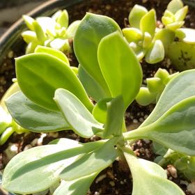 Photo of the plant species Senecio Obovatus by @HotSeaspurge named Amke on Greg, the plant care app