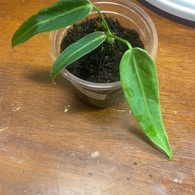 Photo of the plant species Warocqueanum by @HotSeaspurge named Queen on Greg, the plant care app