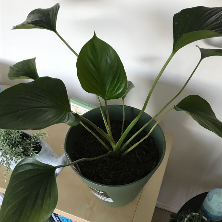 Homalomena 'Emerald Gem' plant in a pot with healthy green leaves and visible soil.