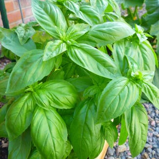 Sweet Basil plant in Somewhere on Earth