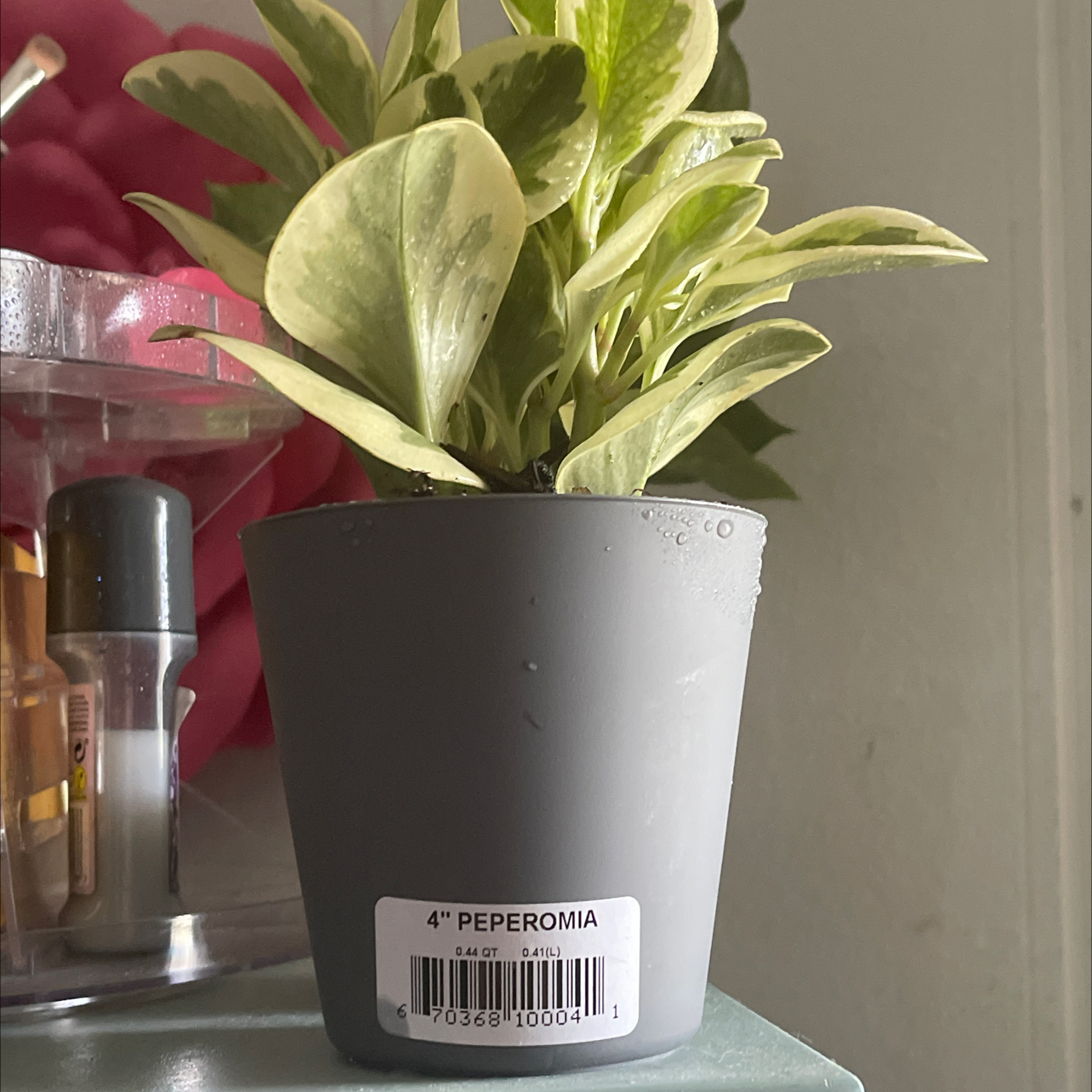 Golden Gate Peperomia plant in a small pot with variegated leaves.