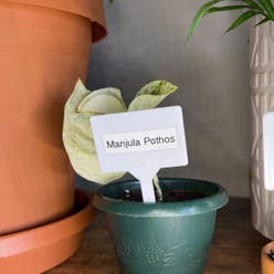 Manjula Pothos plant