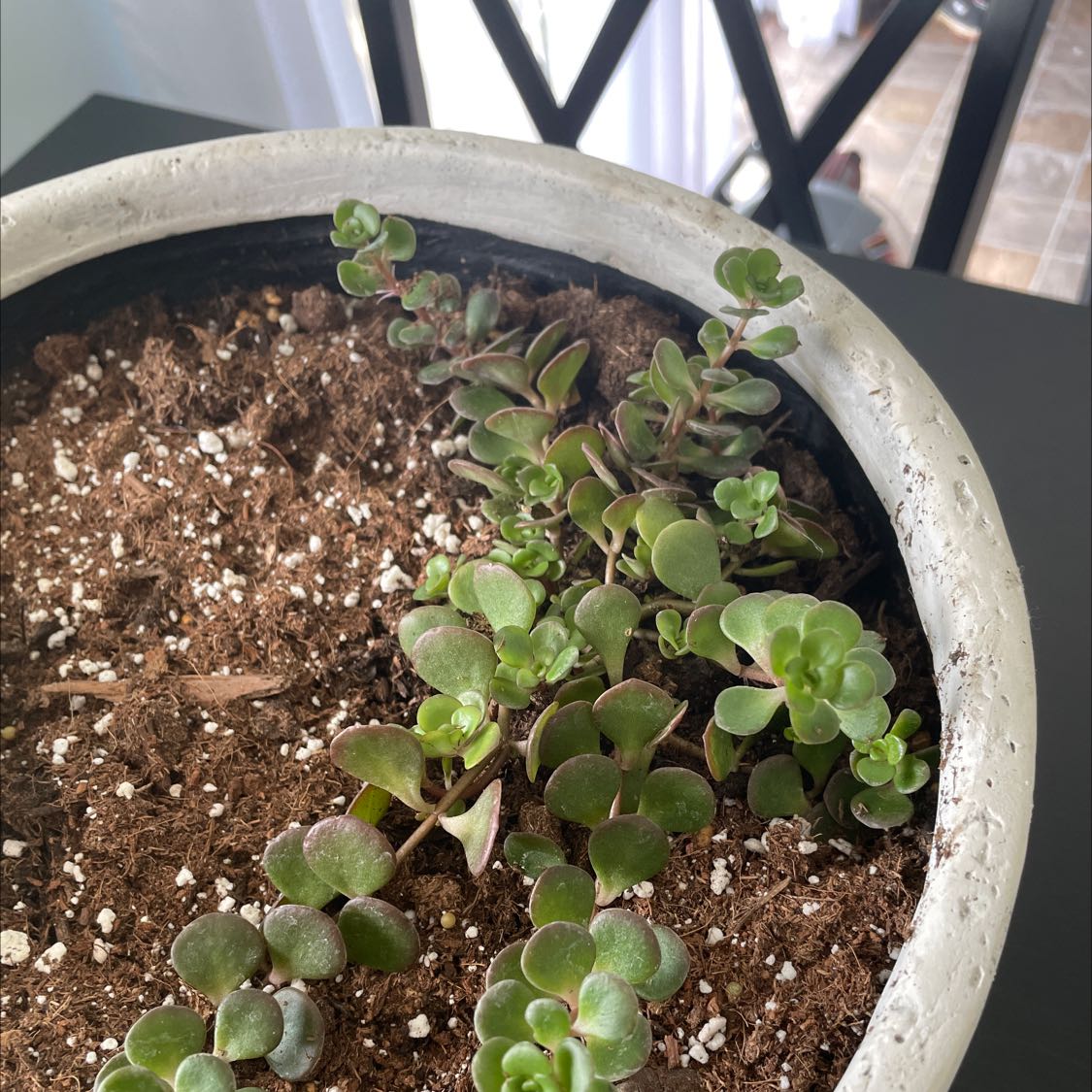Potted Fairy Crassula plant with healthy green leaves and visible soil.