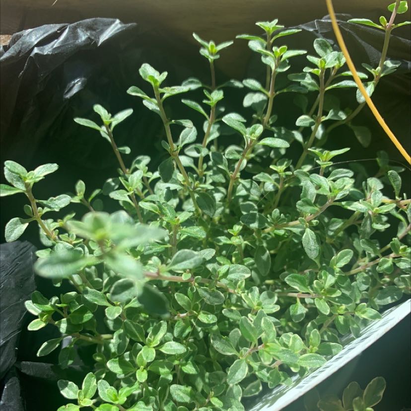 Healthy Breckland Thyme plant with vibrant green leaves growing in a container.