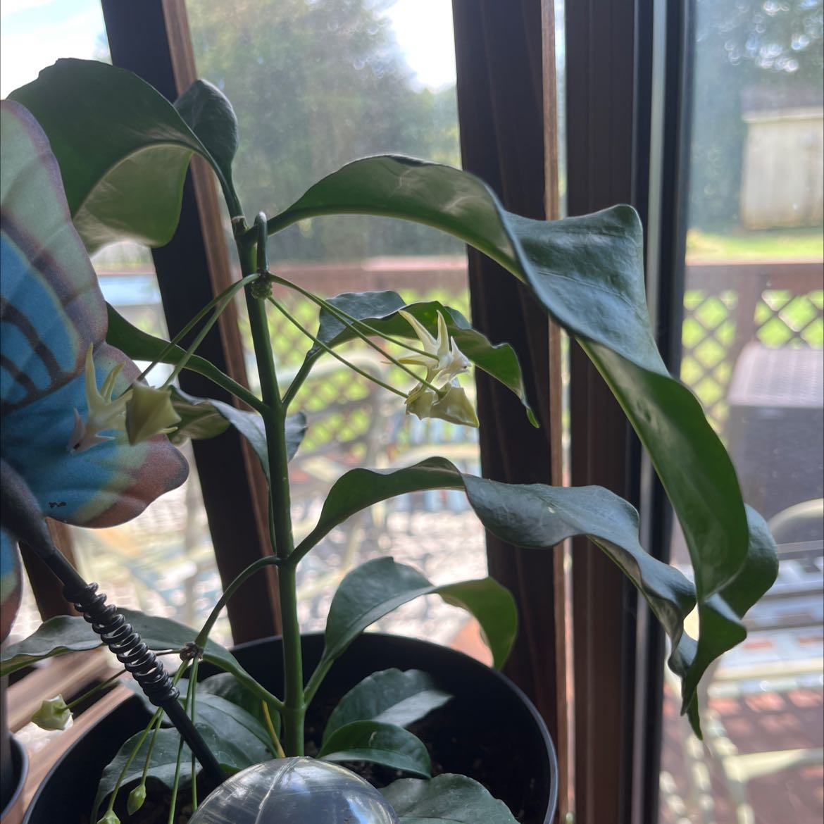 Shooting Stars Wax Plant with glossy leaves and star-shaped flowers in a pot near a window.