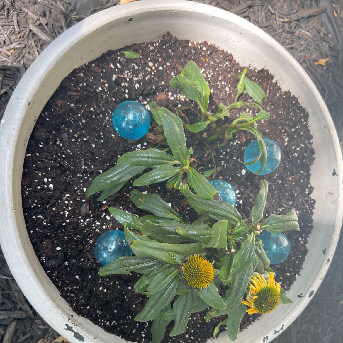Potted Purple Coneflower with some yellowing and browning leaves, blue watering globes visible.