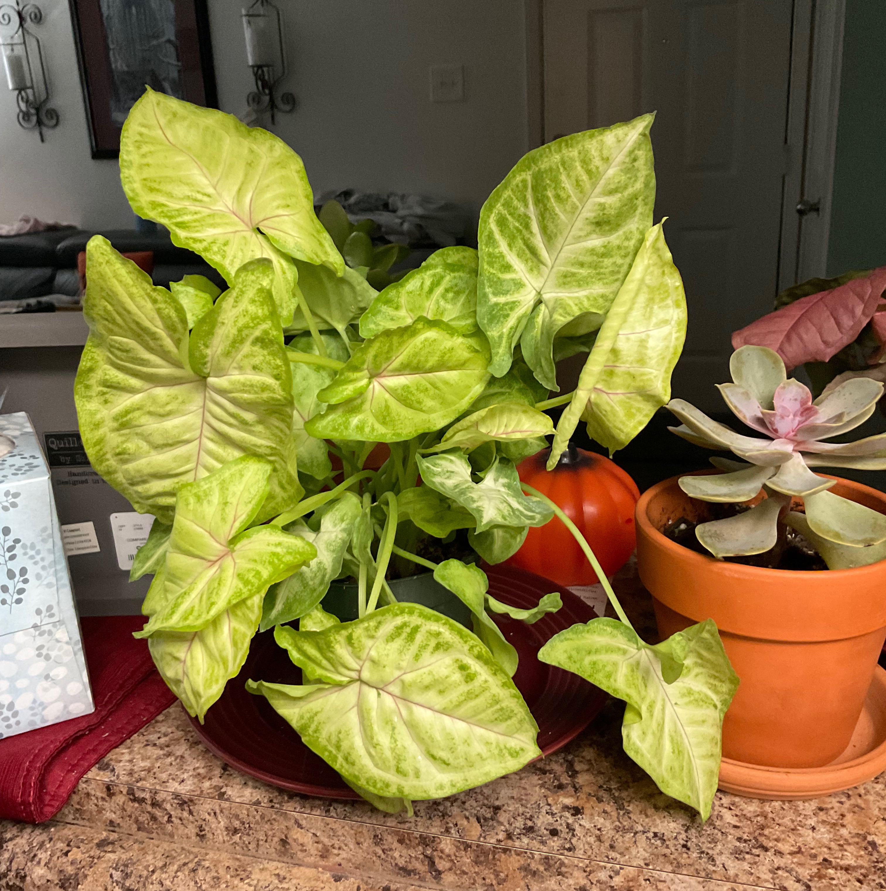 Syngonium 'Gold Allusion' plant with vibrant green leaves, another potted plant visible.