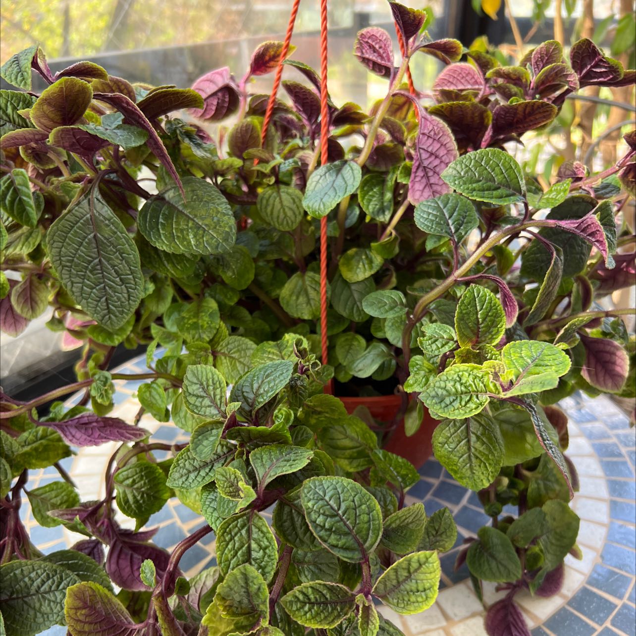 Speckled Spur Flower plant in a hanging pot with vibrant green and purple leaves.