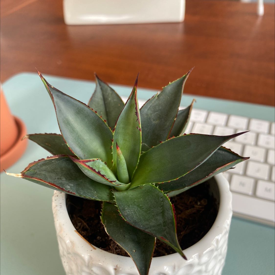 A healthy potted Agave plant with green leaves in a white pot.