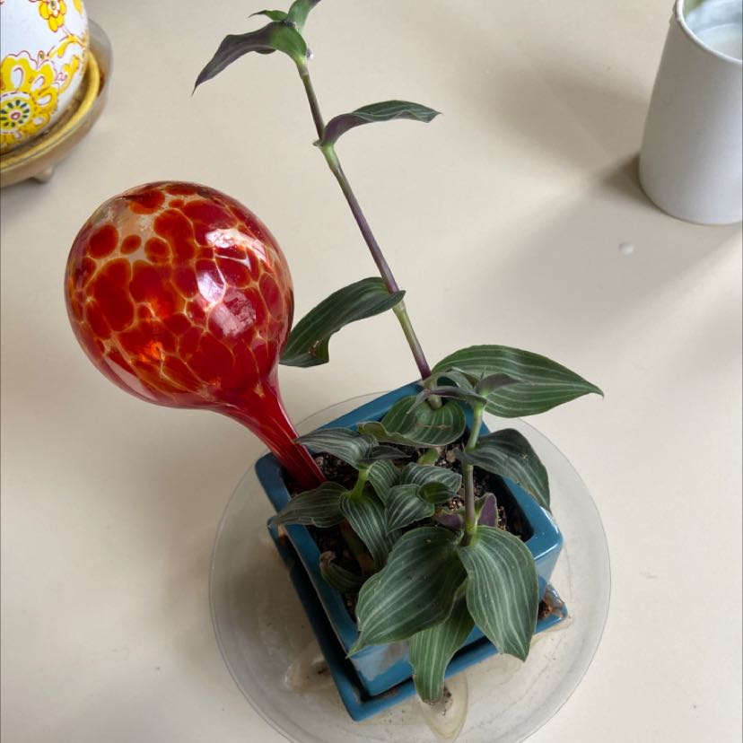 Plant care for Stuckenia x fennica on Greg, the plant care app