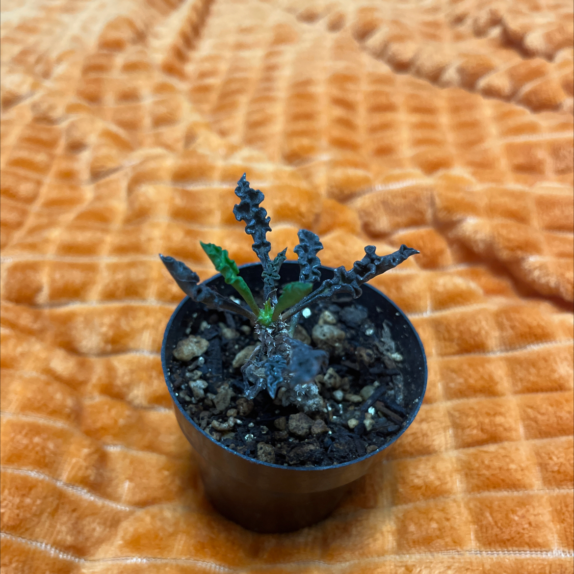 Photo of the plant species Euphorbia cap-saintemariensis by @AboveboardPeony named Keanu Leaves on Greg, the plant care app