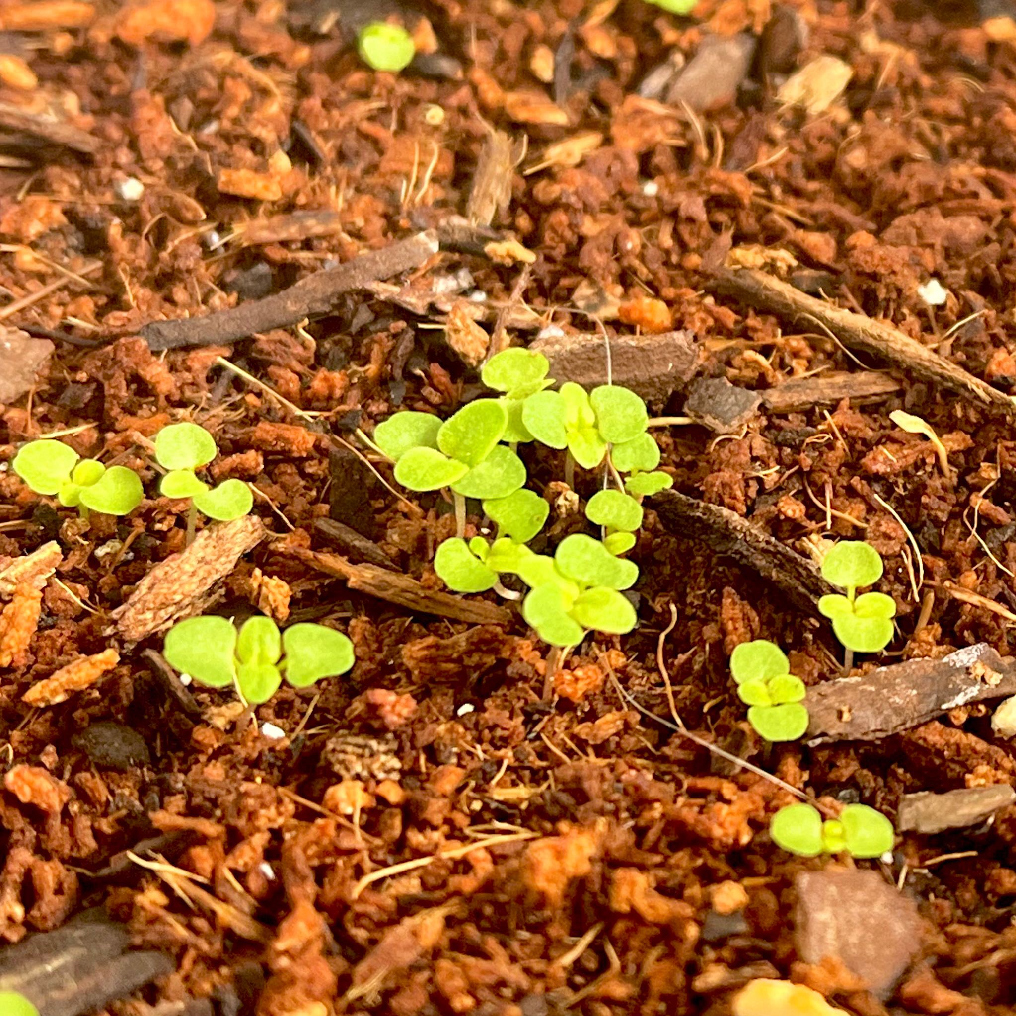 Photo of the plant species Round-leaved oregano by @BigDropwort named Oregon on Greg, the plant care app