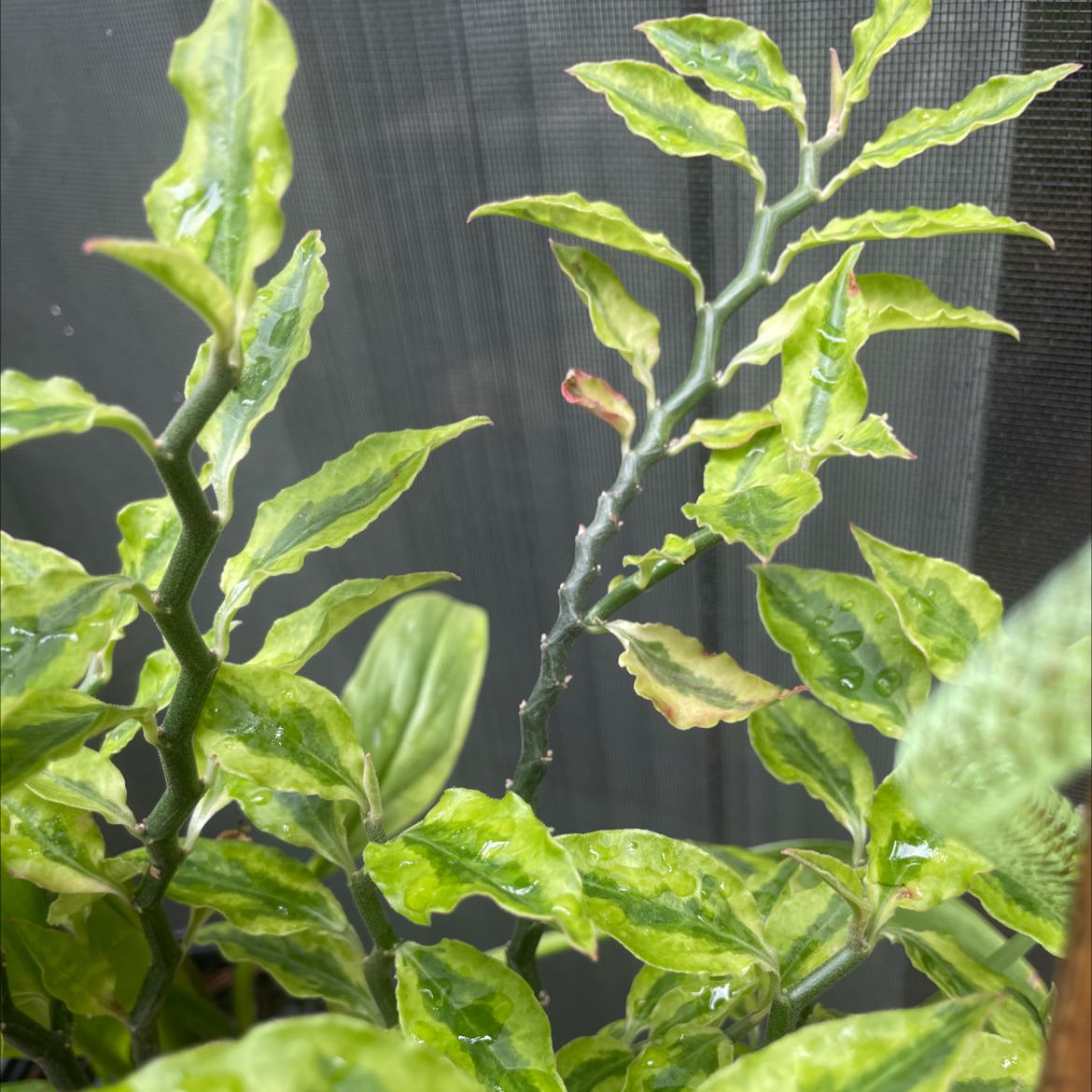 Photo of the plant species Japanese Poinsettia by @MeganRachelle named Devils backbone on Greg, the plant care app