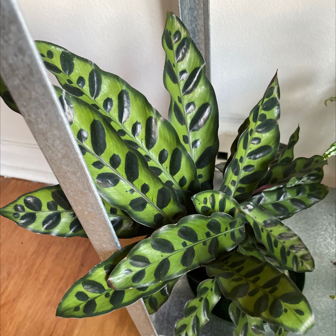 Photo of the plant species Rattlesnake Plant by @PoisedWildramp named Your plant on Greg, the plant care app