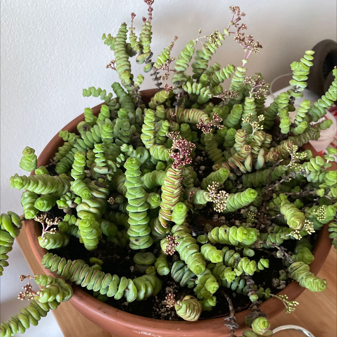Photo of the plant species String of Buttons by @PoisedWildramp named Your plant on Greg, the plant care app