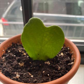 Sweetheart Hoya plant in New York, New York